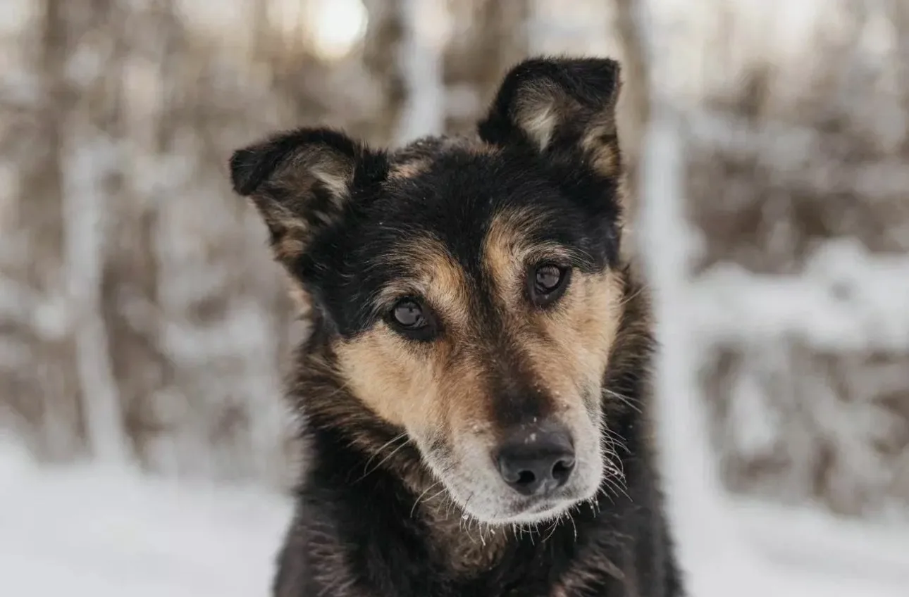 Знакомьтесь, Антей! 🐾💙