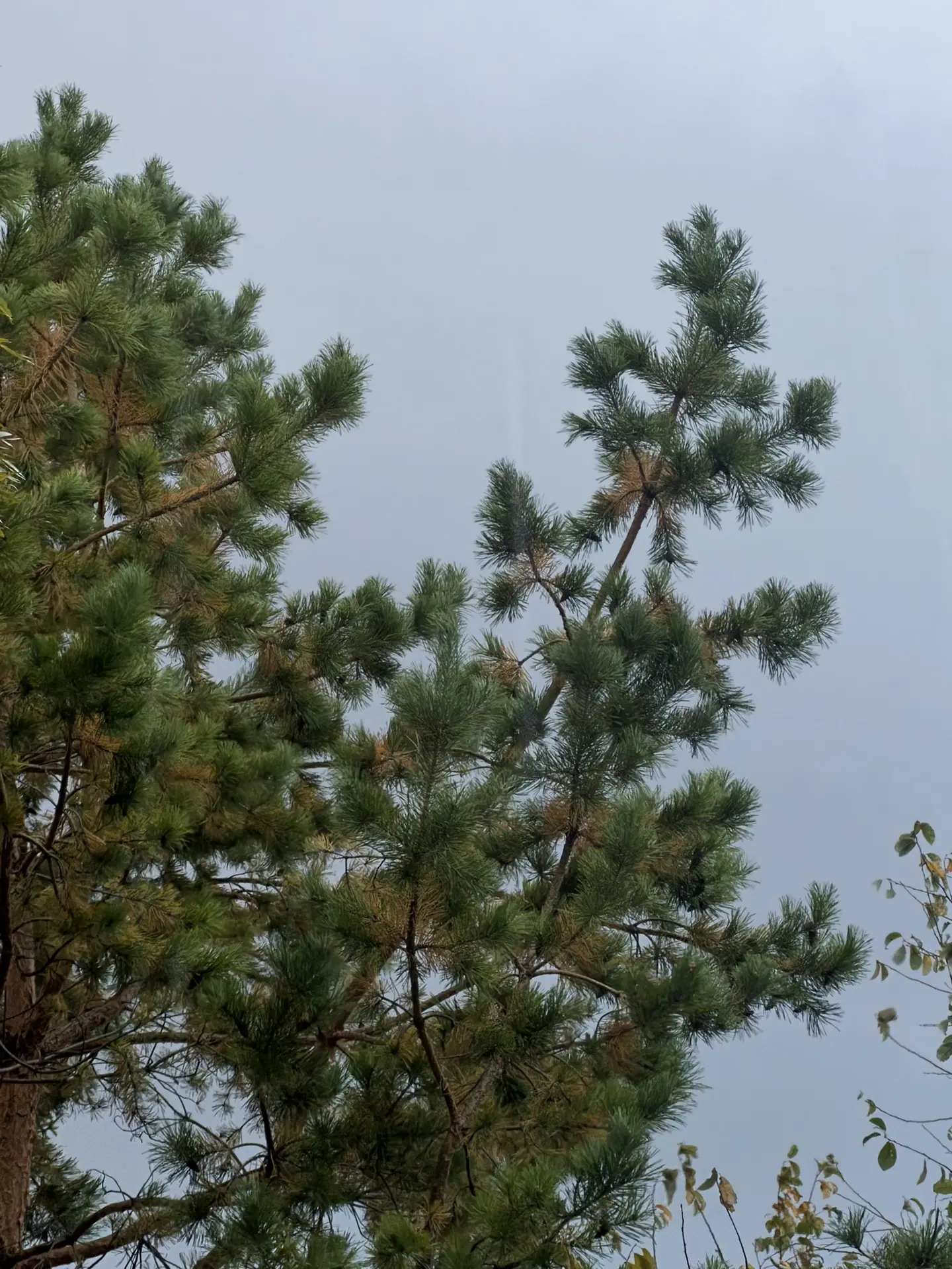 ☔️Вот и все. В пятницу в Оренбуржье дождь и холод