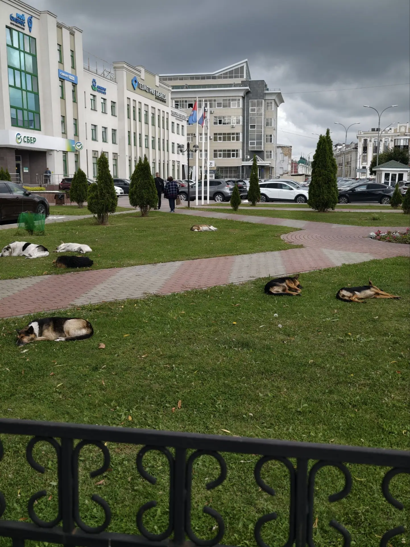 🐶 Тамбов дружелюбен к собакам