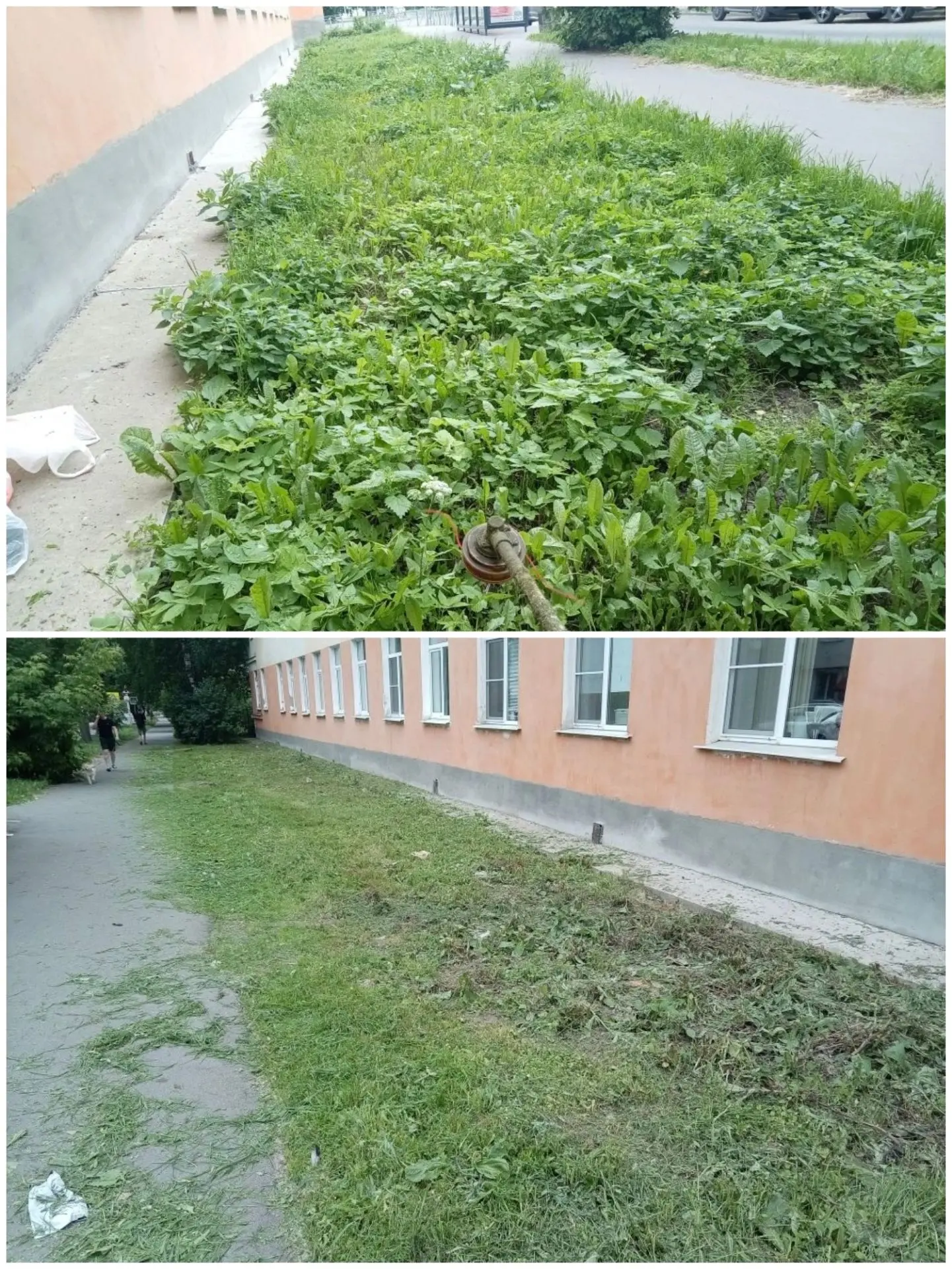 Погода нынче располагает к бурному росту зелени.
Не успели мы отдохнуть от первого окоса, как уже по