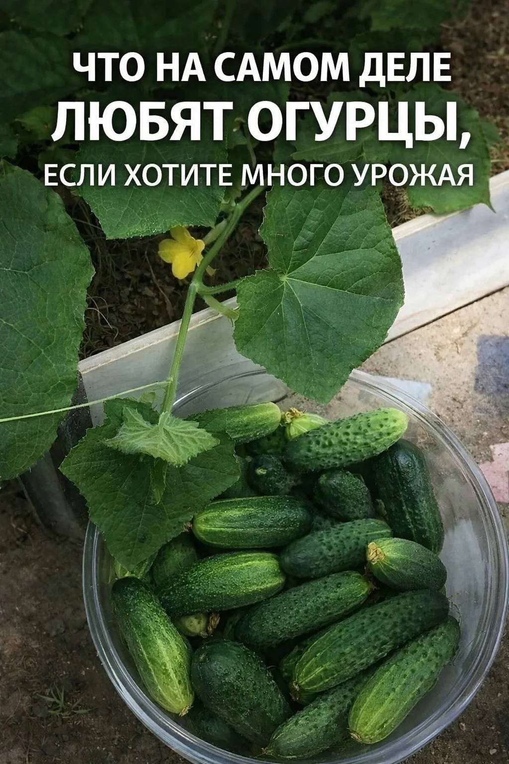 ЧТО ЛЮБЯТ ОГУРЦЫ: 7 СЕКРЕТОВ БОГАТОГО УРОЖАЯ Если хотите, чтобы огурцы росли крепкими, хрустели по-н