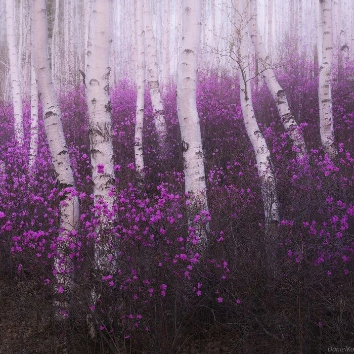 Цветущий багульник в самом сердце Забайкалья 💜