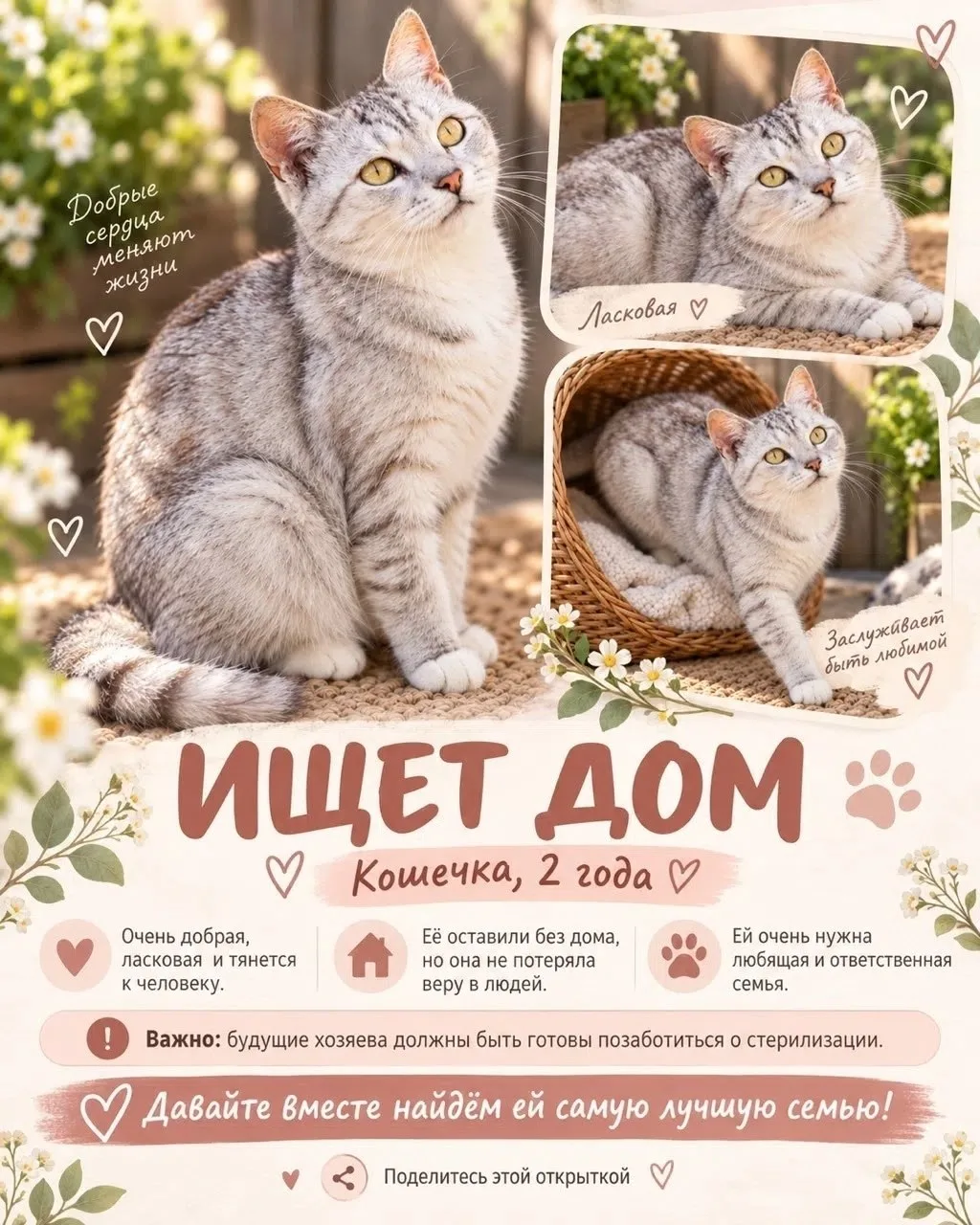 🐱 Срочно нужна передержка до пристройства, а лучше сразу дом! 🐱