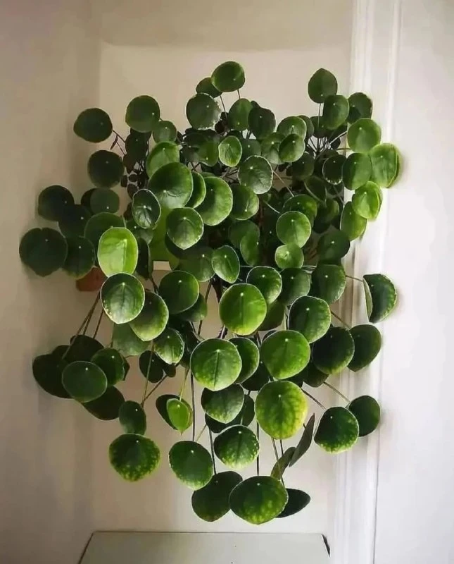 Пилея пеперомиевидная 🌿