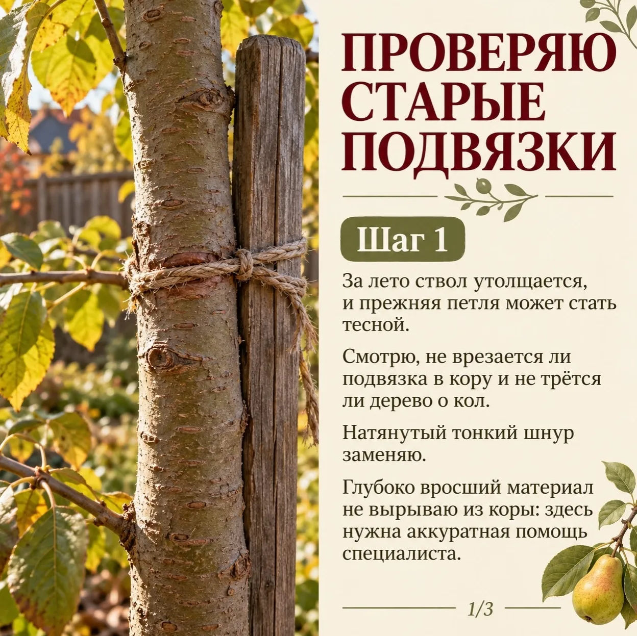 Подвязка, которую веcной оcтавила cвободной, к оcени может уже давить на cтвол. Дерево ...