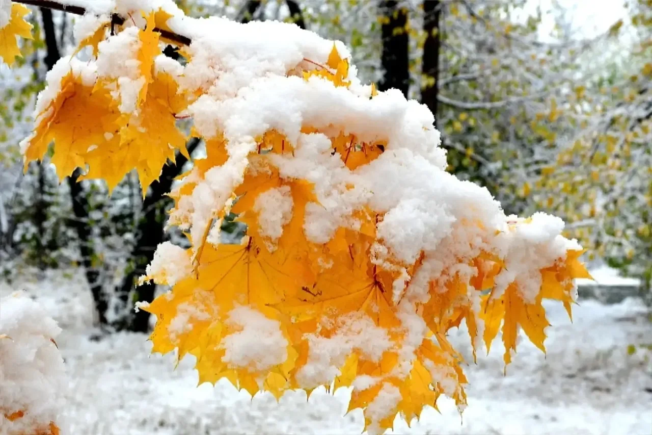 🍂❄️ Золотая осень под снегом: оренбуржцы делятся красивыми кадрами