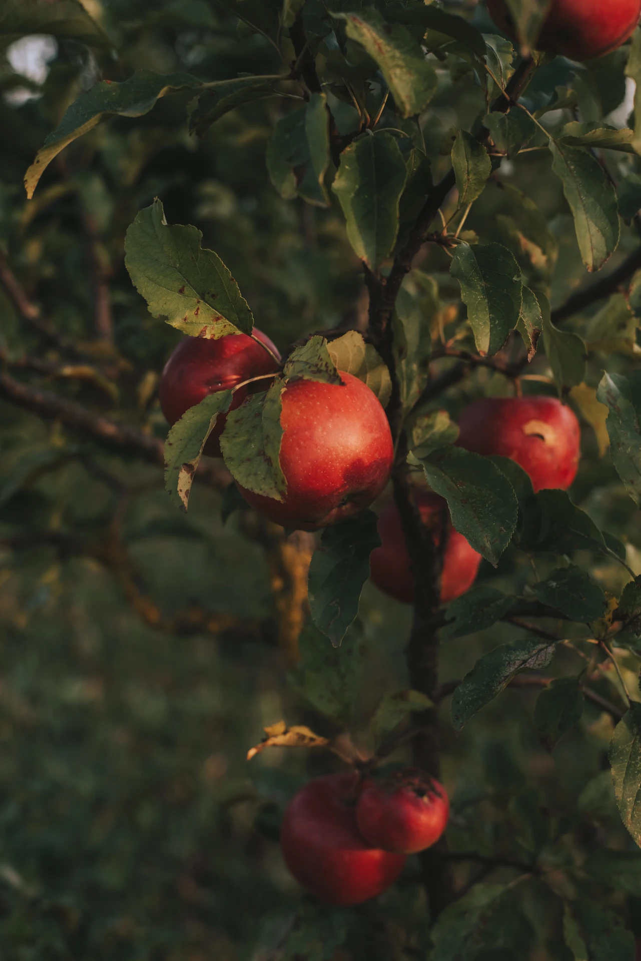 🍎Погода 8 октября