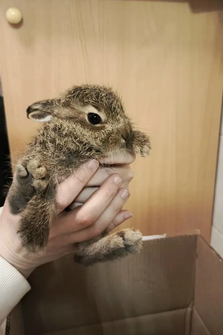 🐰🐰 Ушастого назвали Водичка, в честь нашего Водоканала.