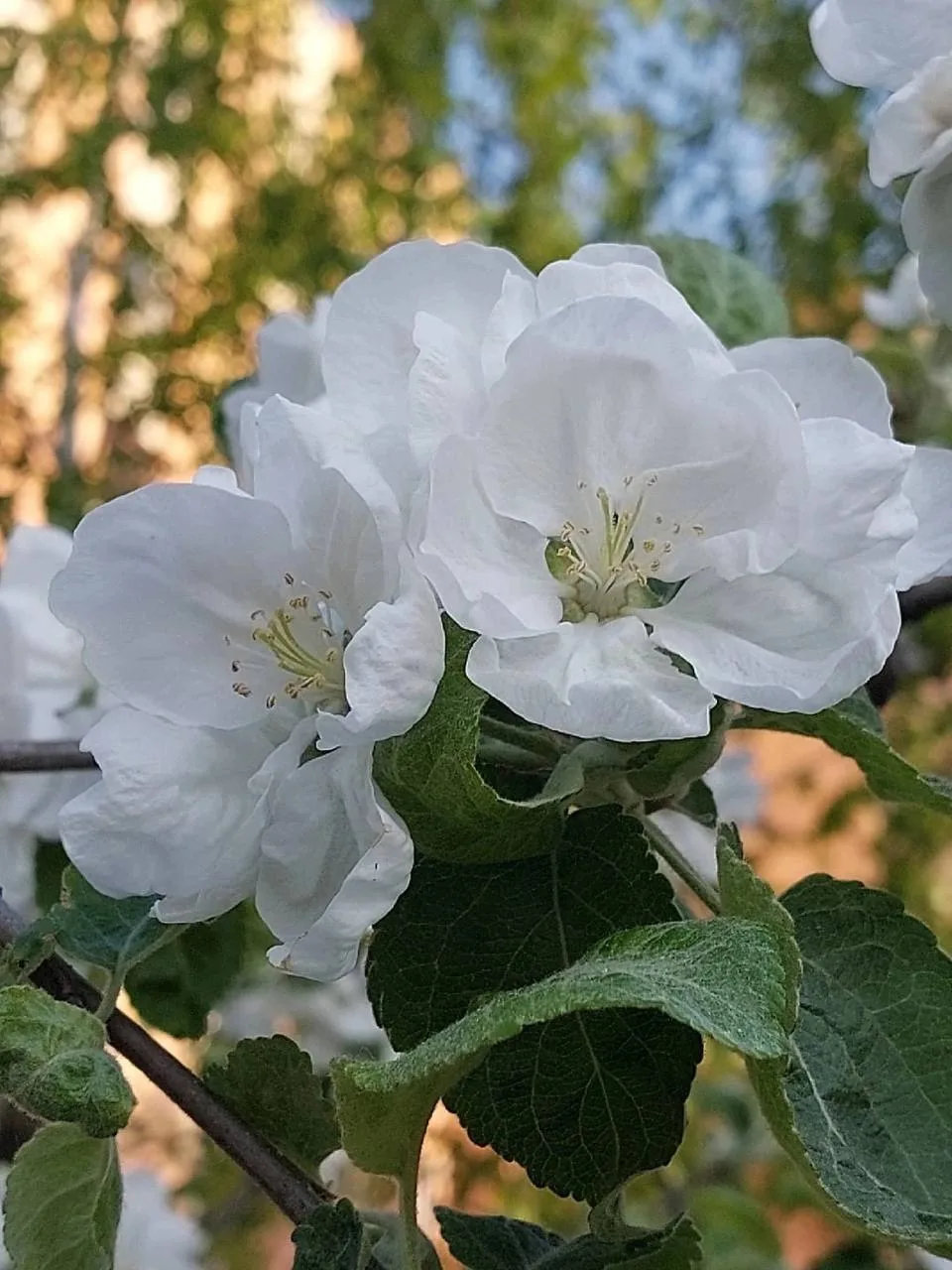 🌹Каждое сердце должно быть маленьким садом. 

Он должен всегда быть очищен от сорняков и быть полон