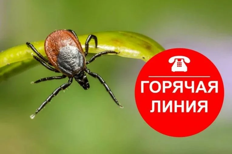 С 27 апреля по 10 мая 2026 г. в Управлении Роспотребнадзора по Курской области и ФБУЗ «Центр гигиены