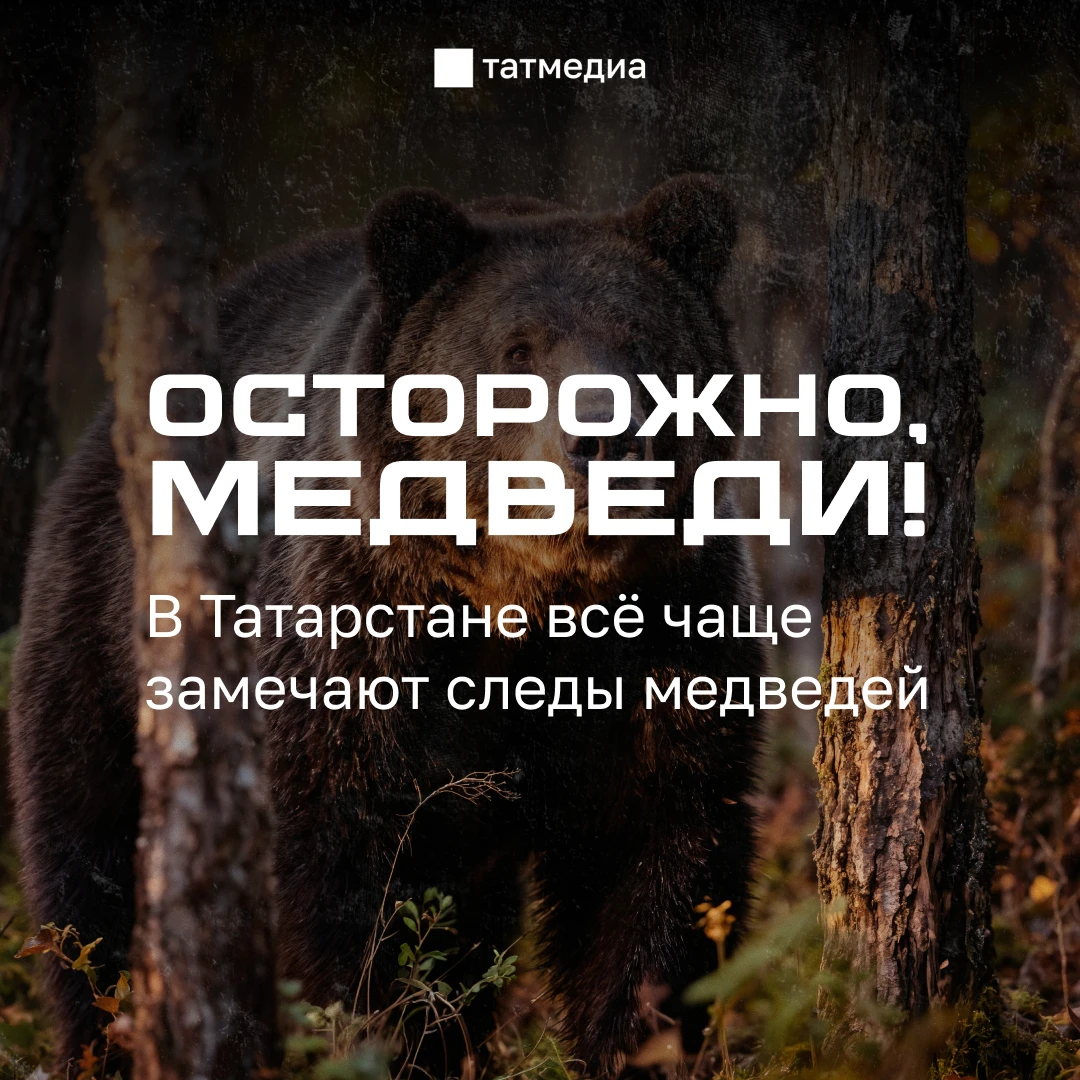 🐻❔Как выжить при встрече с медведем?