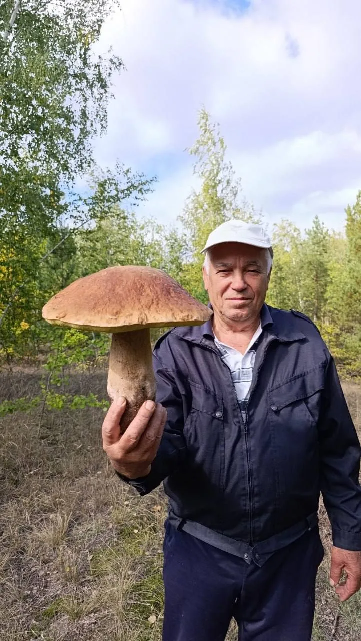 🍄‍🟫 В лесу под Старым Осколом нашли гигантский боровик весом 1,4 килограмма.