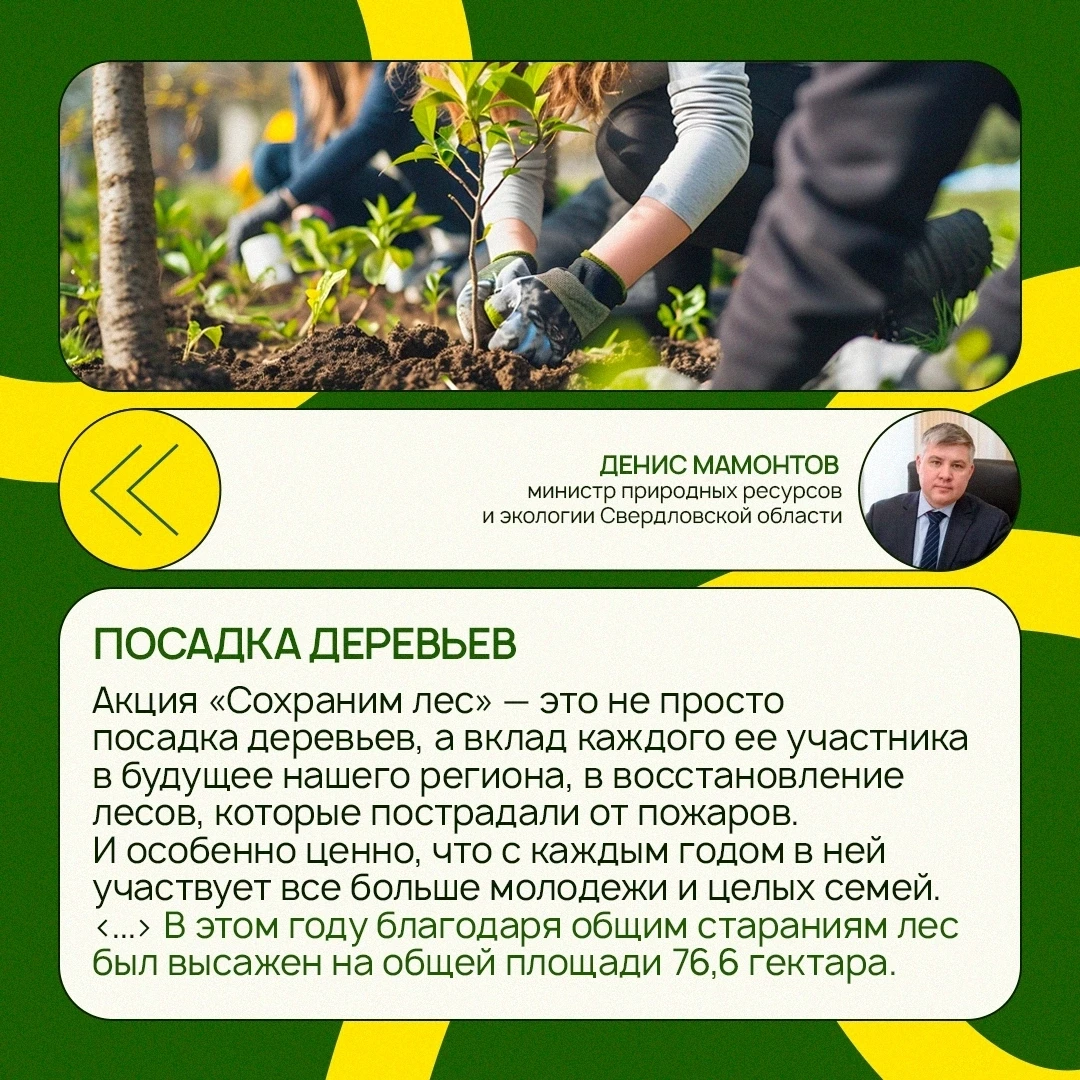 🌲 В Свердловской области высадили более 168 тысяч деревьев