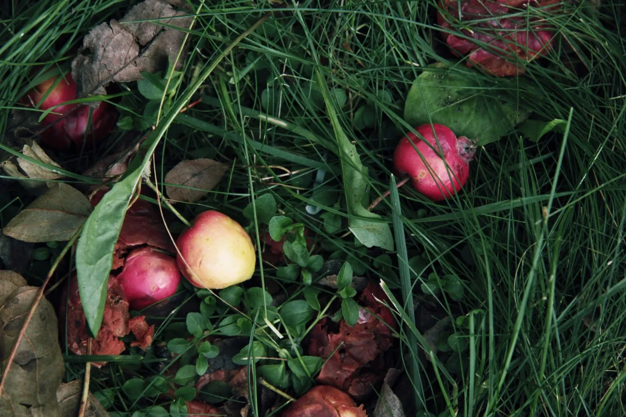 🍎 Яблоневые сады в Коломенском — идеальное место для первых осенних прогулок