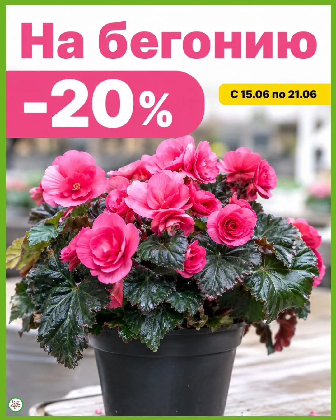 🌸 НЕДЕЛЯ БЕГОНИЙ В ПЛАНЕТА ЛЕТА🌸
