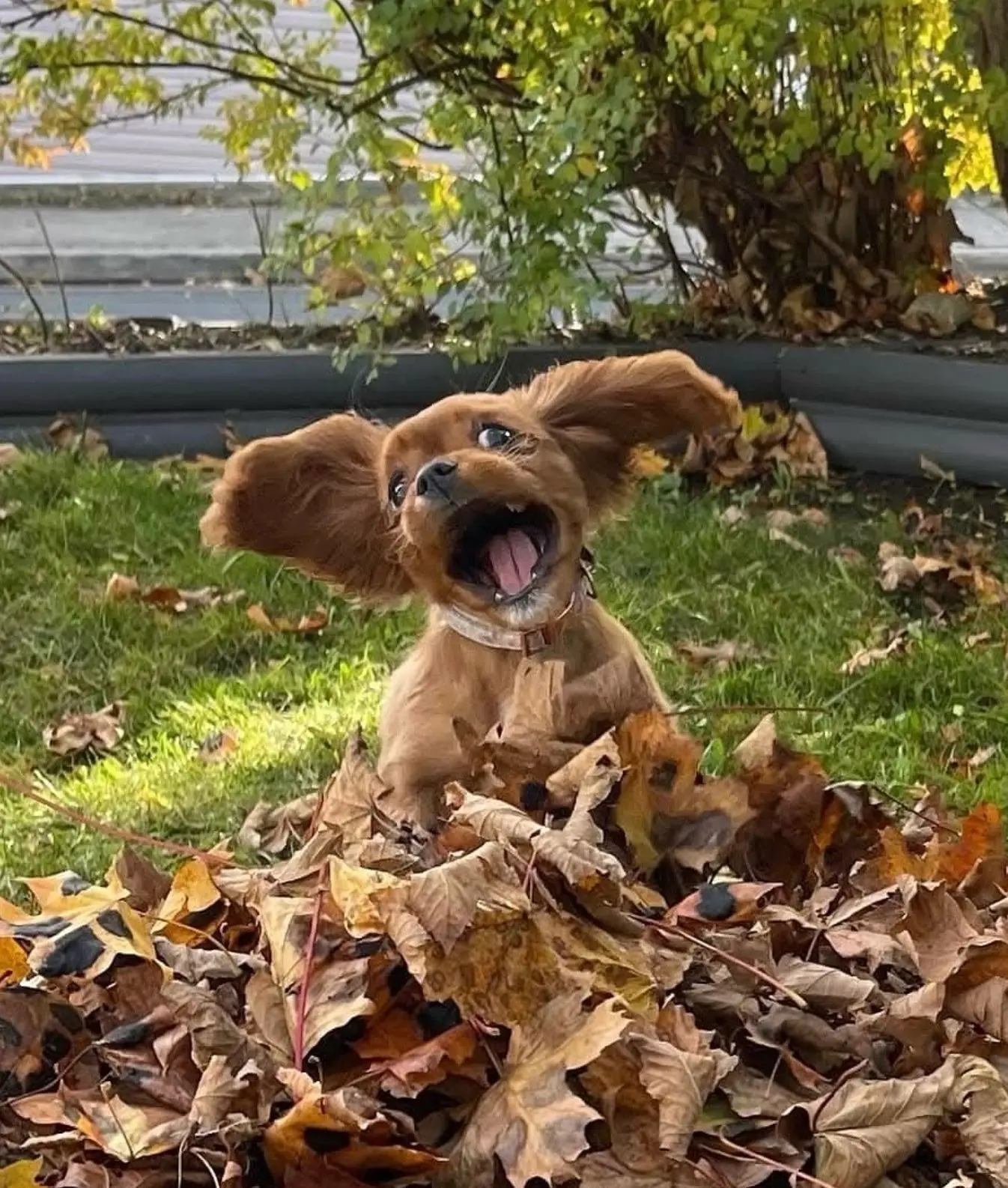 Хочу показать вам шабак, которые по-настоящему наслаждаются осенью 😍🍂
