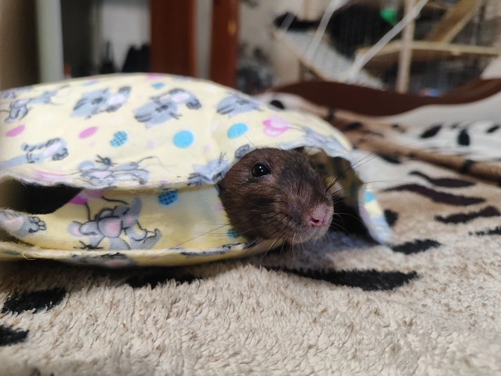 🐀 Сегодня, 4 апреля, отмечается Международный день крыс!