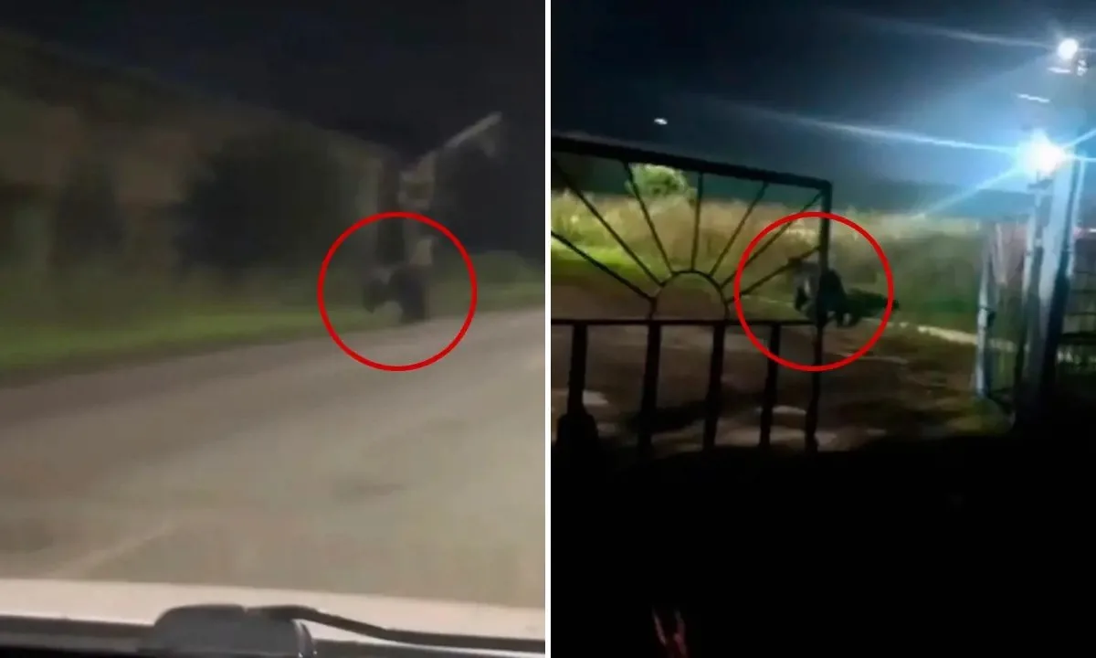 🐻В Вихоревке застрелили двух медведей