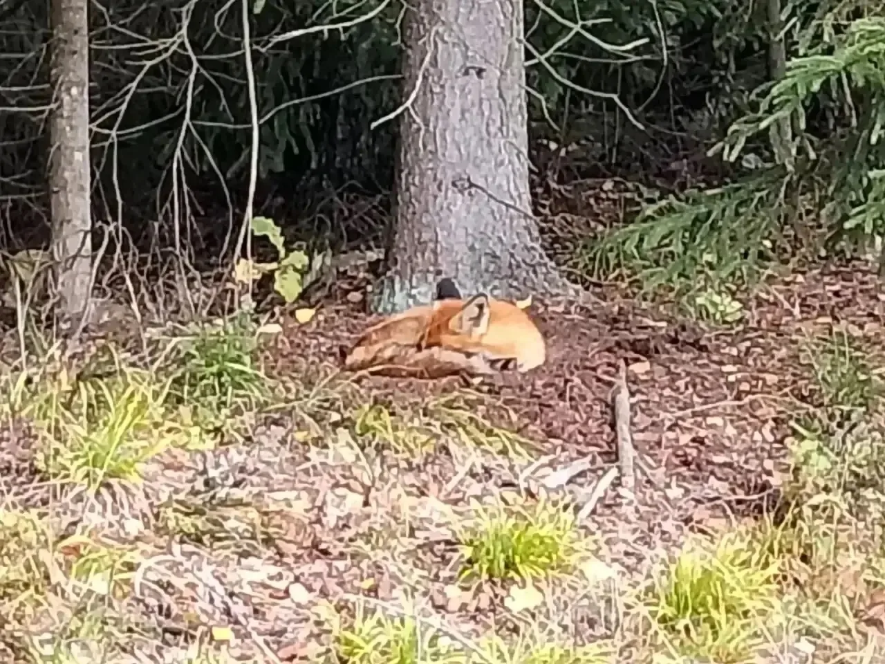 А «Доброй ночи» вам сегодня желает Шатурская лисичка 🦊😴