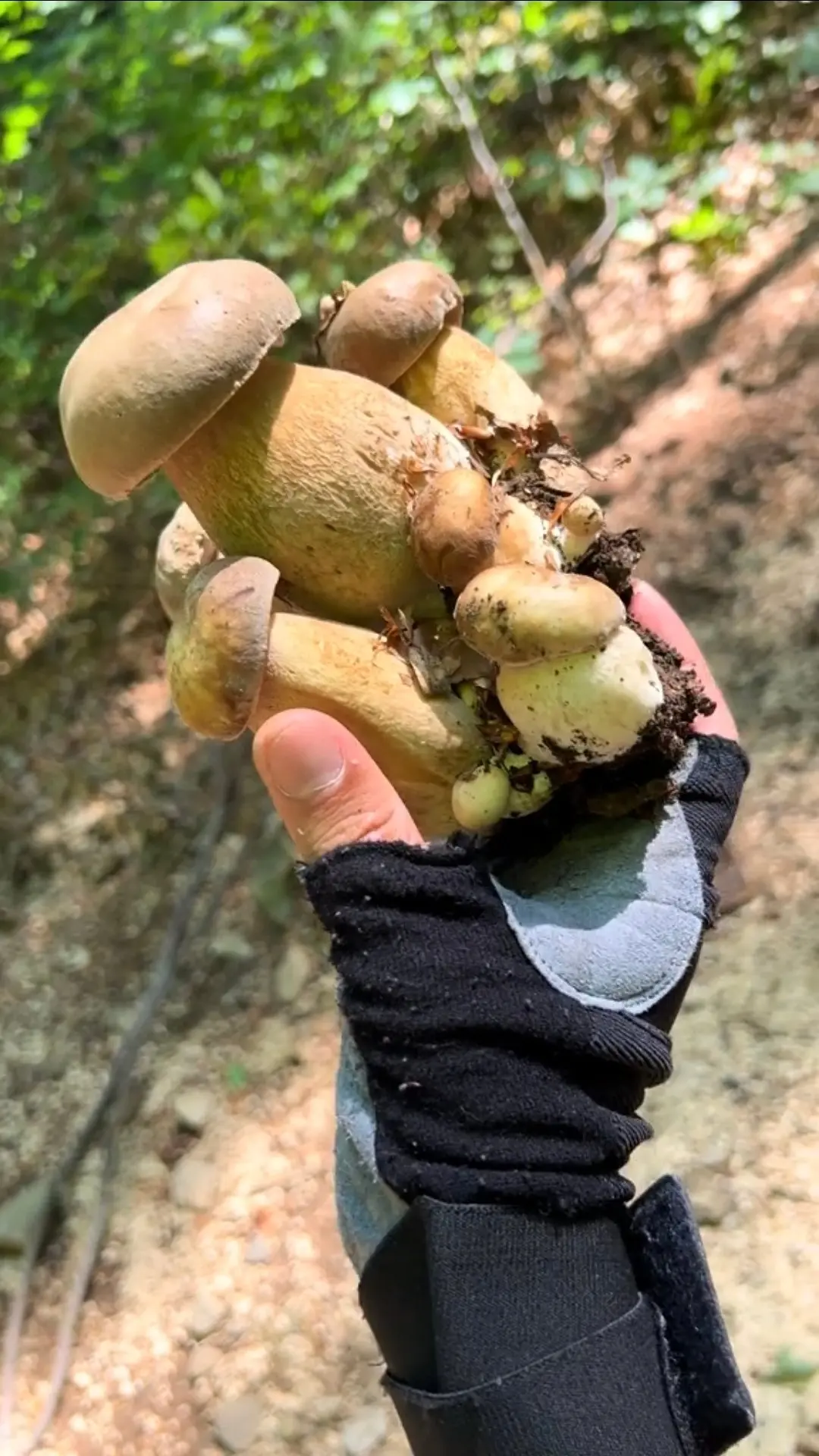 🍄‍🟫🌲 Тихая охота 2026 год. 23 июня.