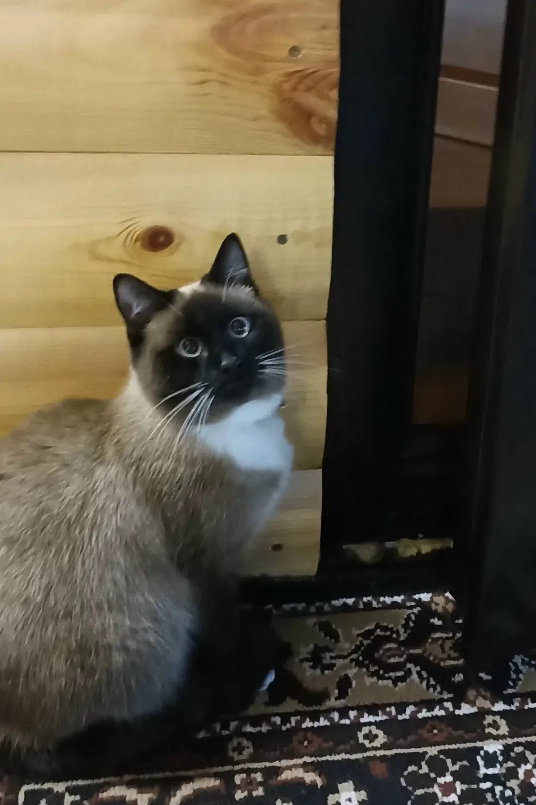 🆘 Пропала кошечка! 🆘