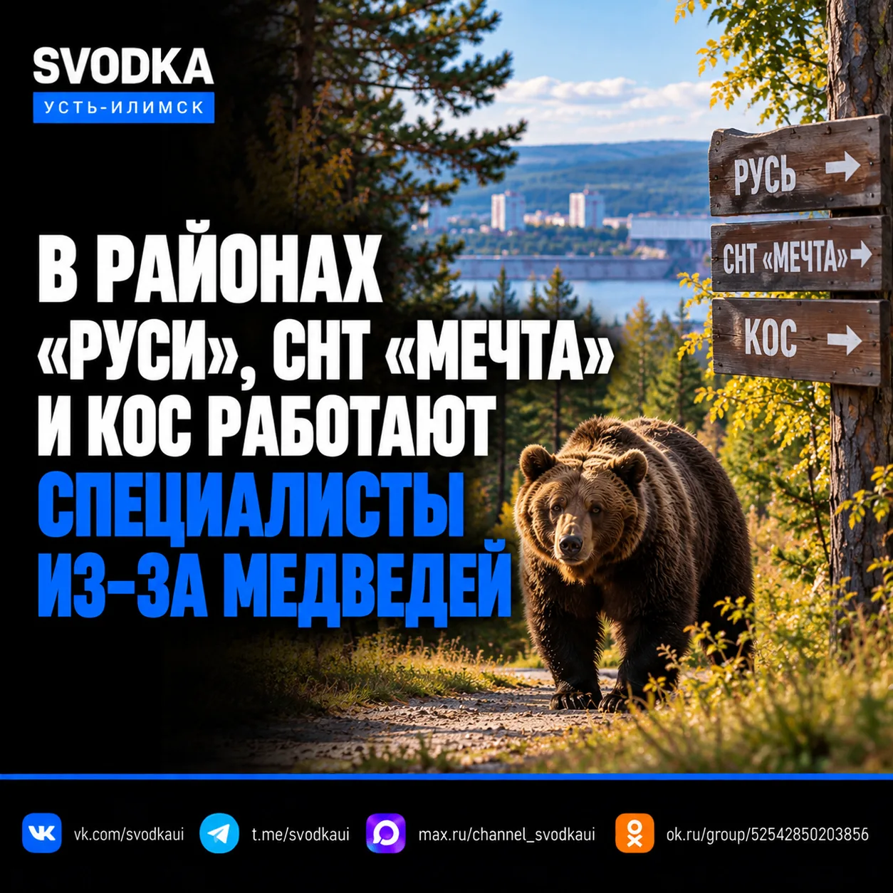 ‼️ В районах «Руси», СНТ «Мечта» и КОС работают специалисты из-за медведей