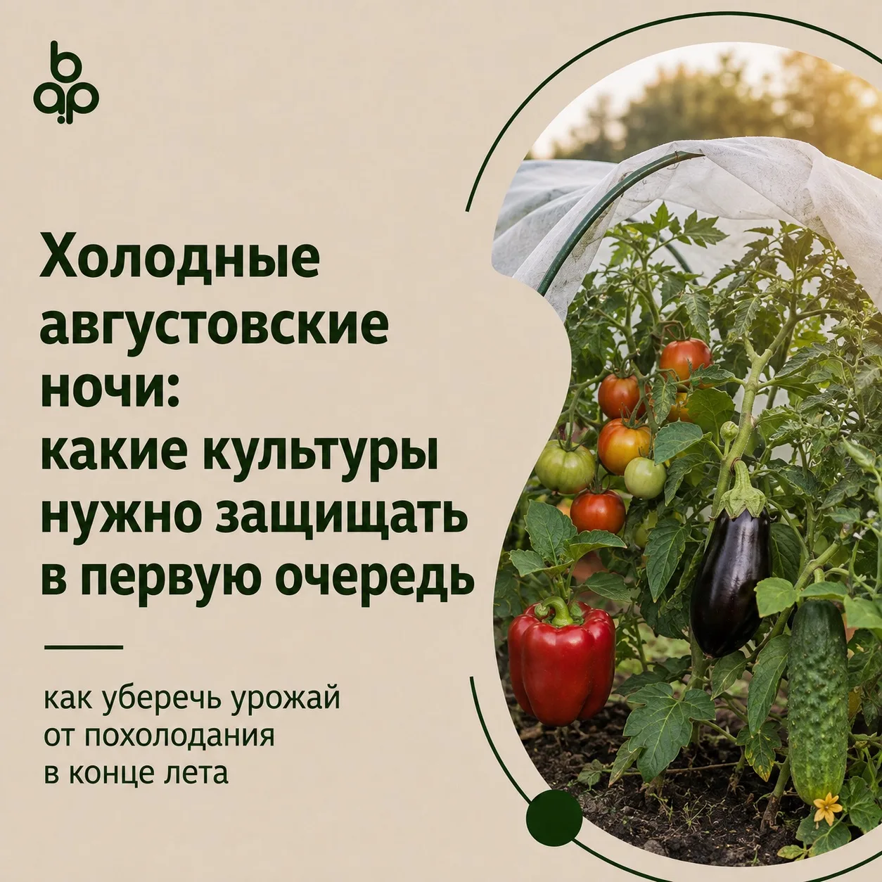 🌡 Холодные августовские ночи: какие культуры защищать в первую очередь?
