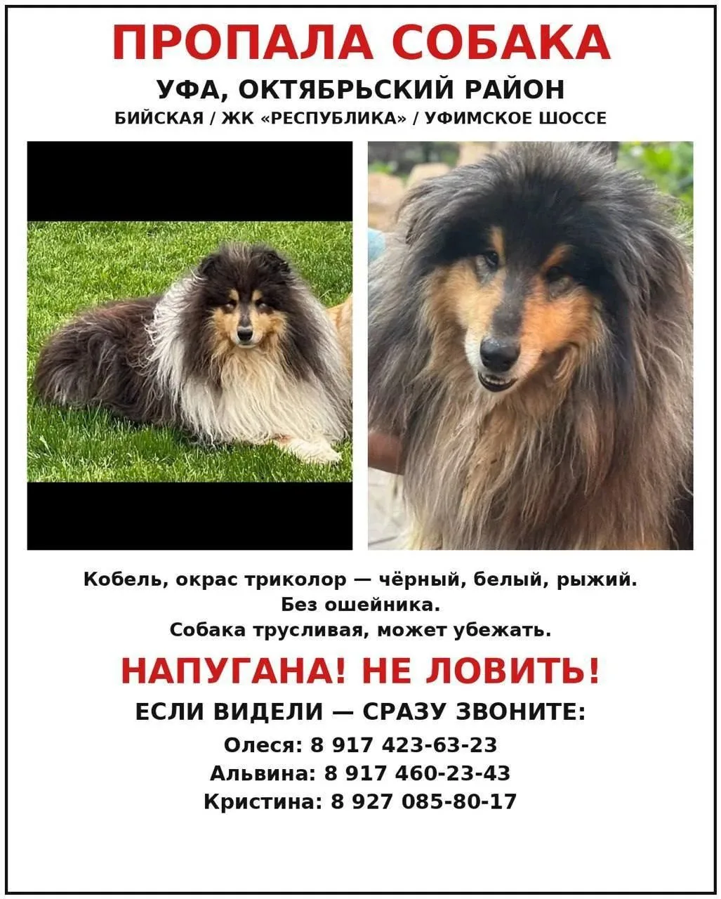 Пропала собака, видели в Инорсе🐶