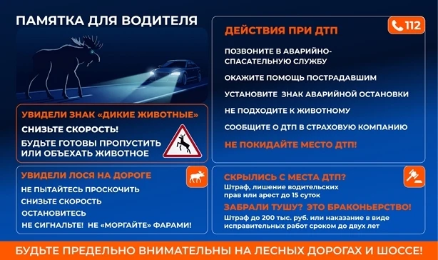В период с конца августа по октябрь у лосей проходит брачный период (так называемый гон...