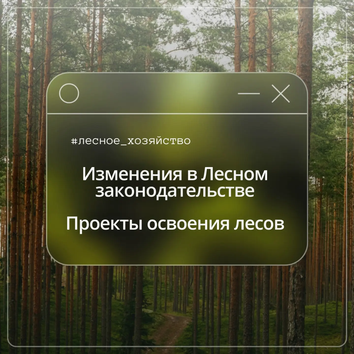 🌲Арендаторам лесных участков на заметку!