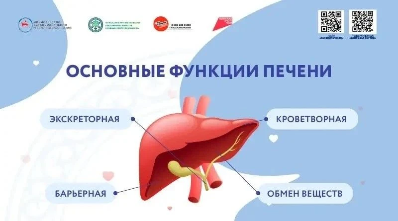 Функция печени и заболевания печени: как сохранить главный фильтр организма здоровым

➡️Печень – уни