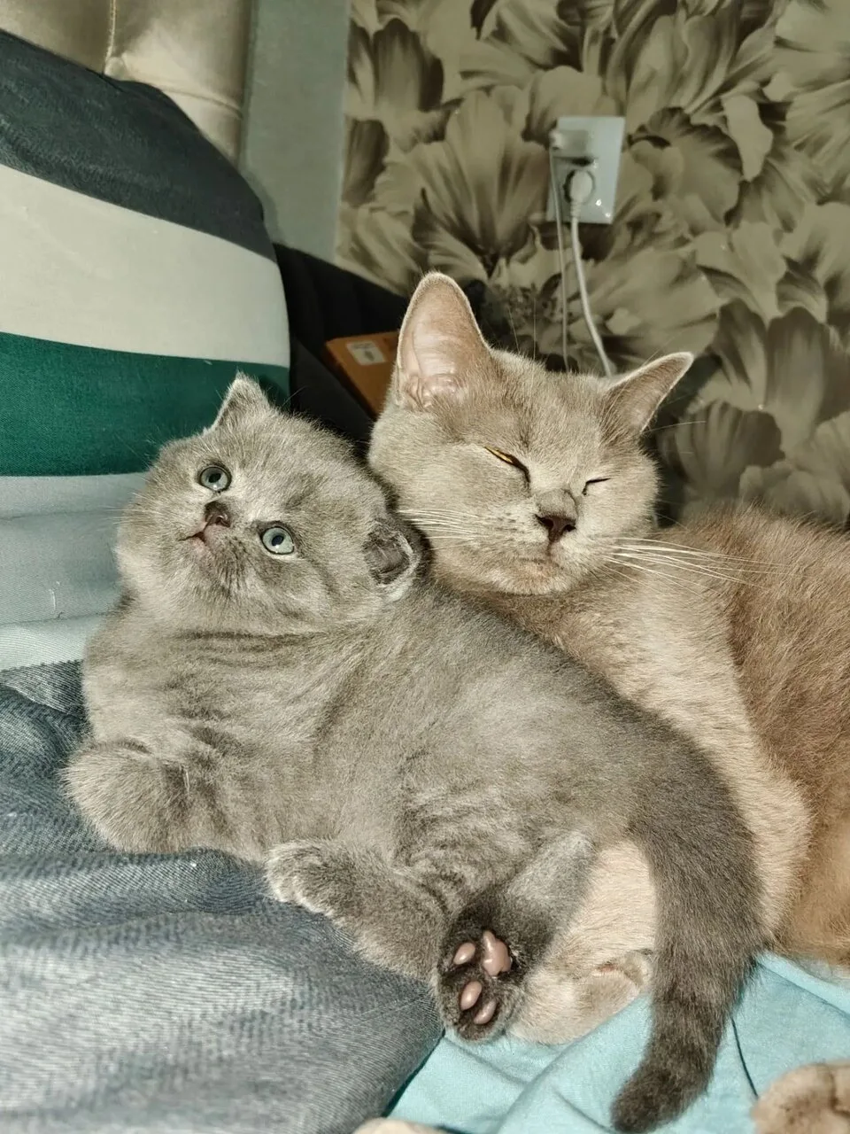 Продам котёнка, девочка, Кировское (ДНР)
