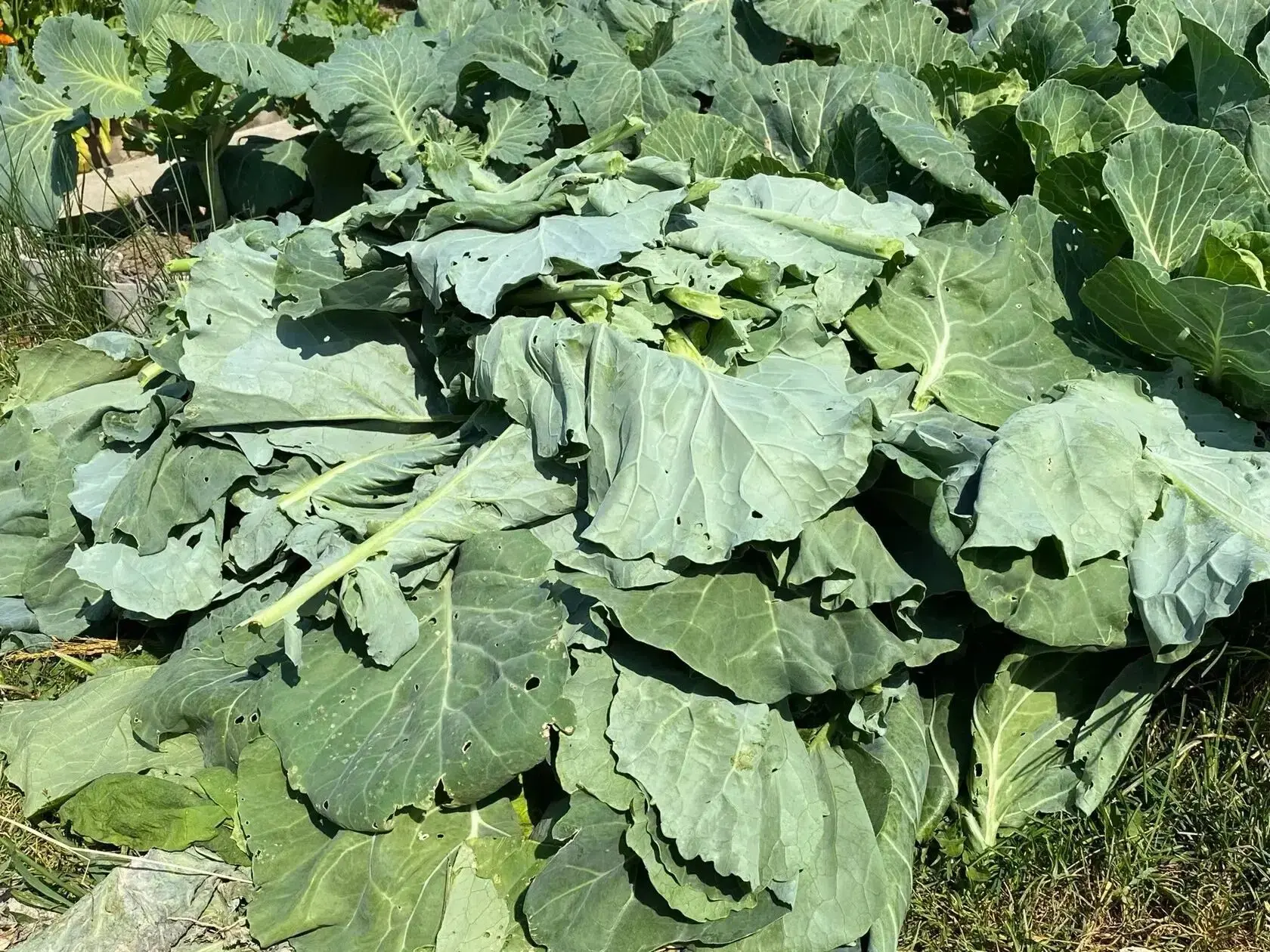 🥬 Нужно ли обрывать нижние листья у капусты?

Многие огородники считают, что нижние листья только м