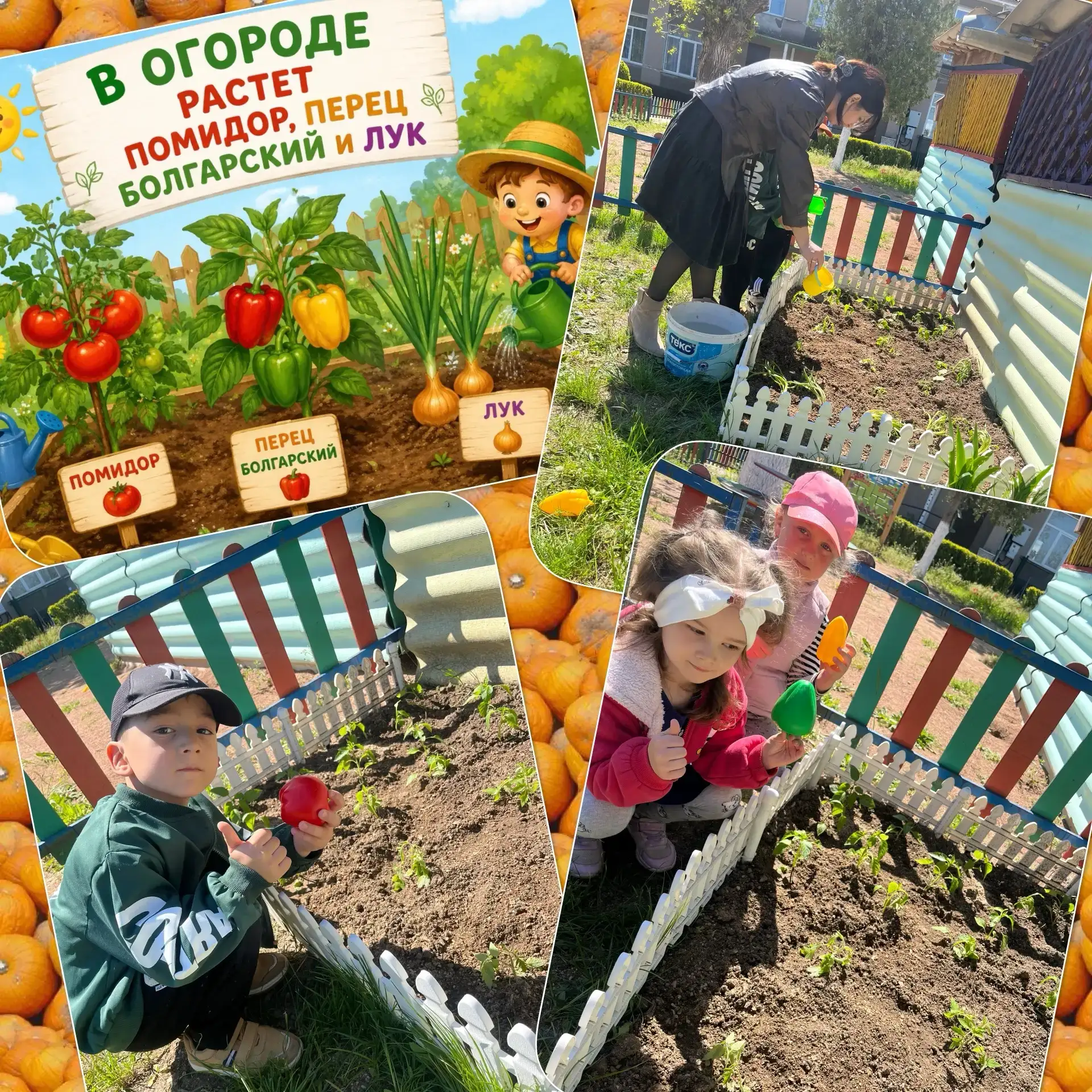 🍅В детском саду «Берёзка» был организован и проведён конкурс «Огород у нас хорош, всё ...