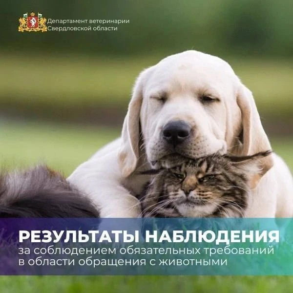 🐾 Контроль за приютами для животных: итоги первого полугодия 2026 года