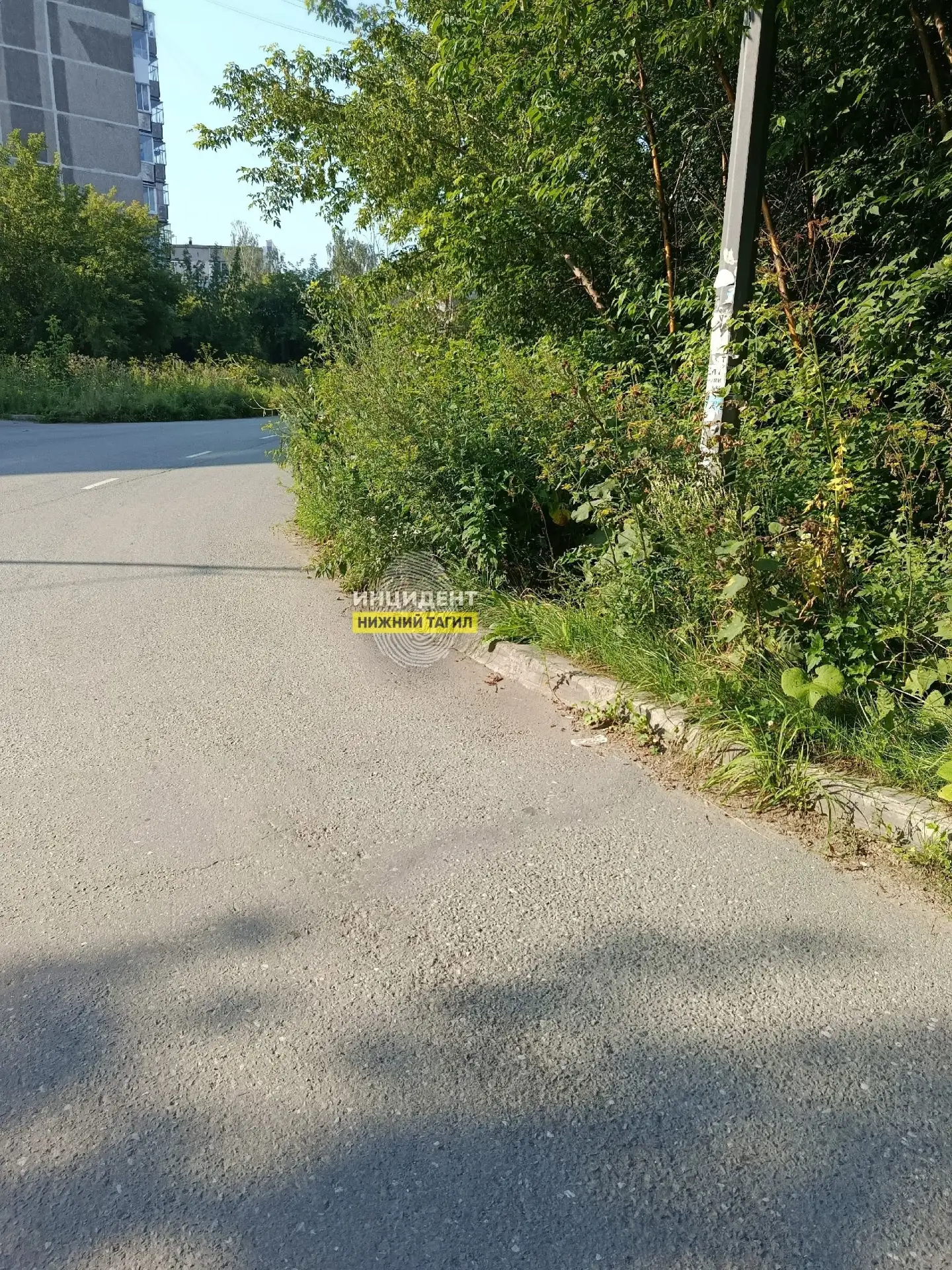 🌱 "Город зарос травой, выглядит неухоженным": улица Космонавтов превращается в дикую п...