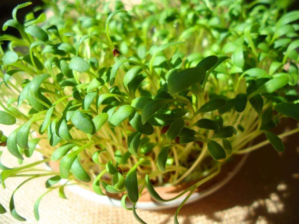КРЕСС-САЛАТ  🌱 Кресс-салат именуют также “клоповником посевным”. Эта зелень богата витаминами С, В, 