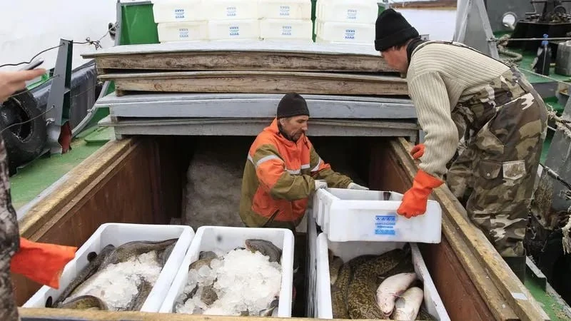 🐟 С начала года ямальцы выловили более 1440 тонн рыбы