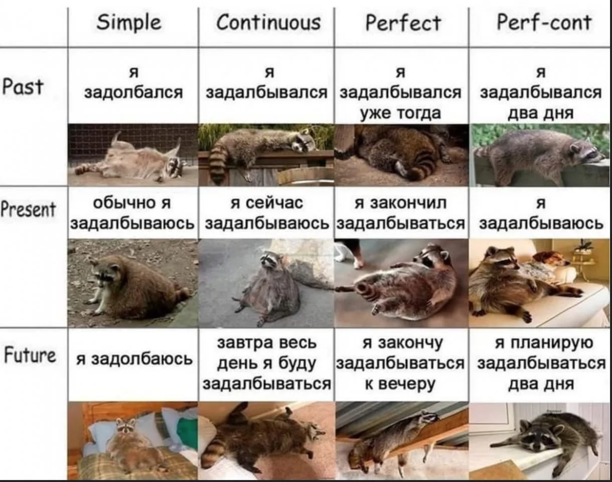 Учим времена с ленивым енотом 😅