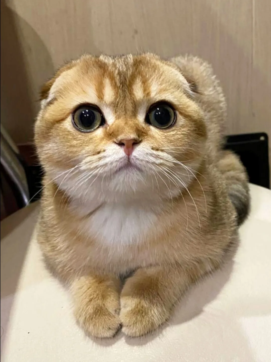Чем кормить вислоухого? Мифы о хрящах!