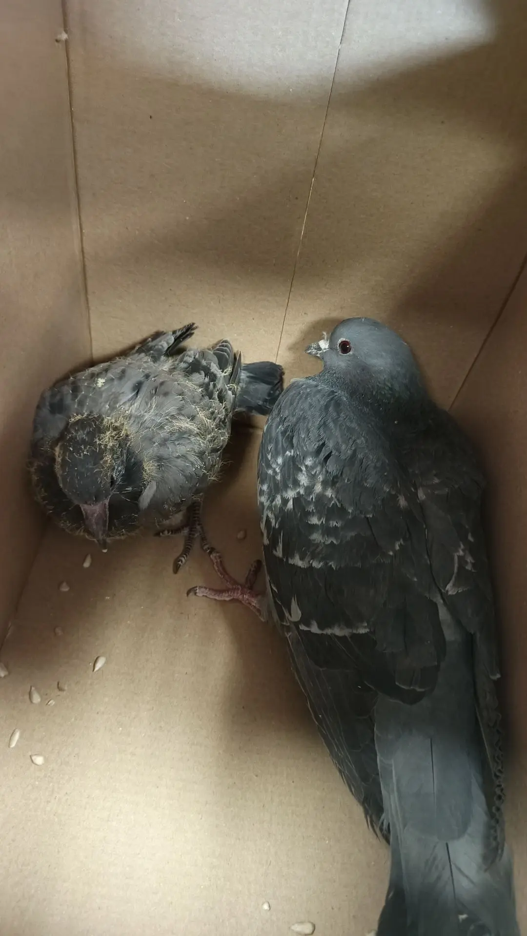 Операция «Голубь» 🕊️❤️  Сегодня в кабинете технологии произошло невероятное! Каким-то загадочным обр
