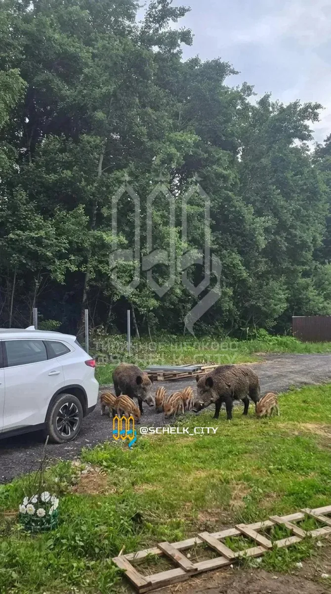 Кабанчики в квартале "Добрый" вблизи Корякино городской округ Щёлково 😍

👉 Подписаться | Предлож