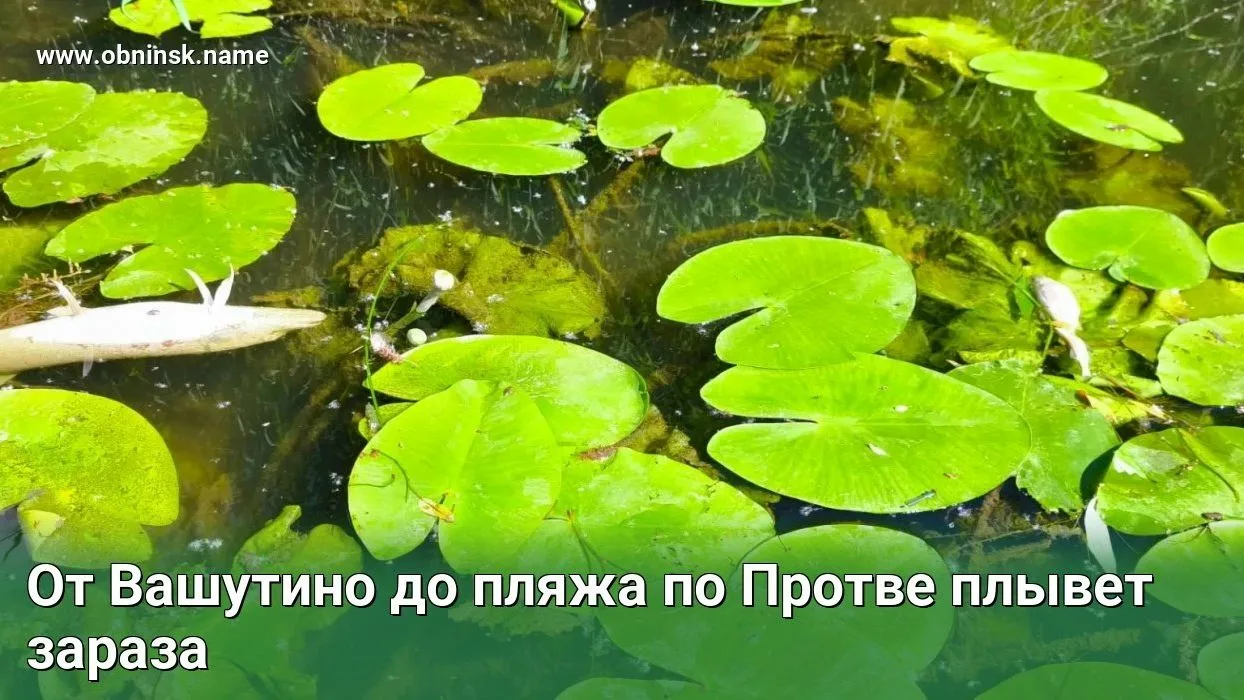 От Вашутино до пляжа по Протве плывет зараза!

Ребята взяли байдарку и поплыли до обнинского пляжа, 