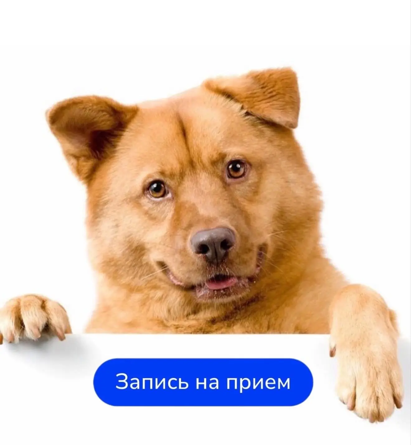 Напоминаем, что приём врачей в ЗооСити ведётся по предварительной записи.