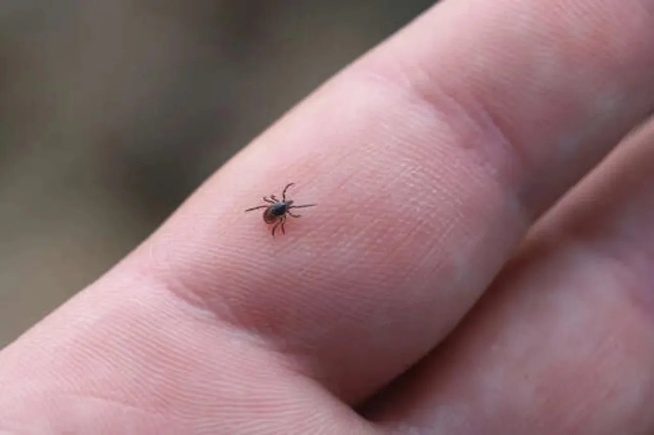 🕷 Сезон активности клещей в России не заканчивается из-за аномально теплой осени