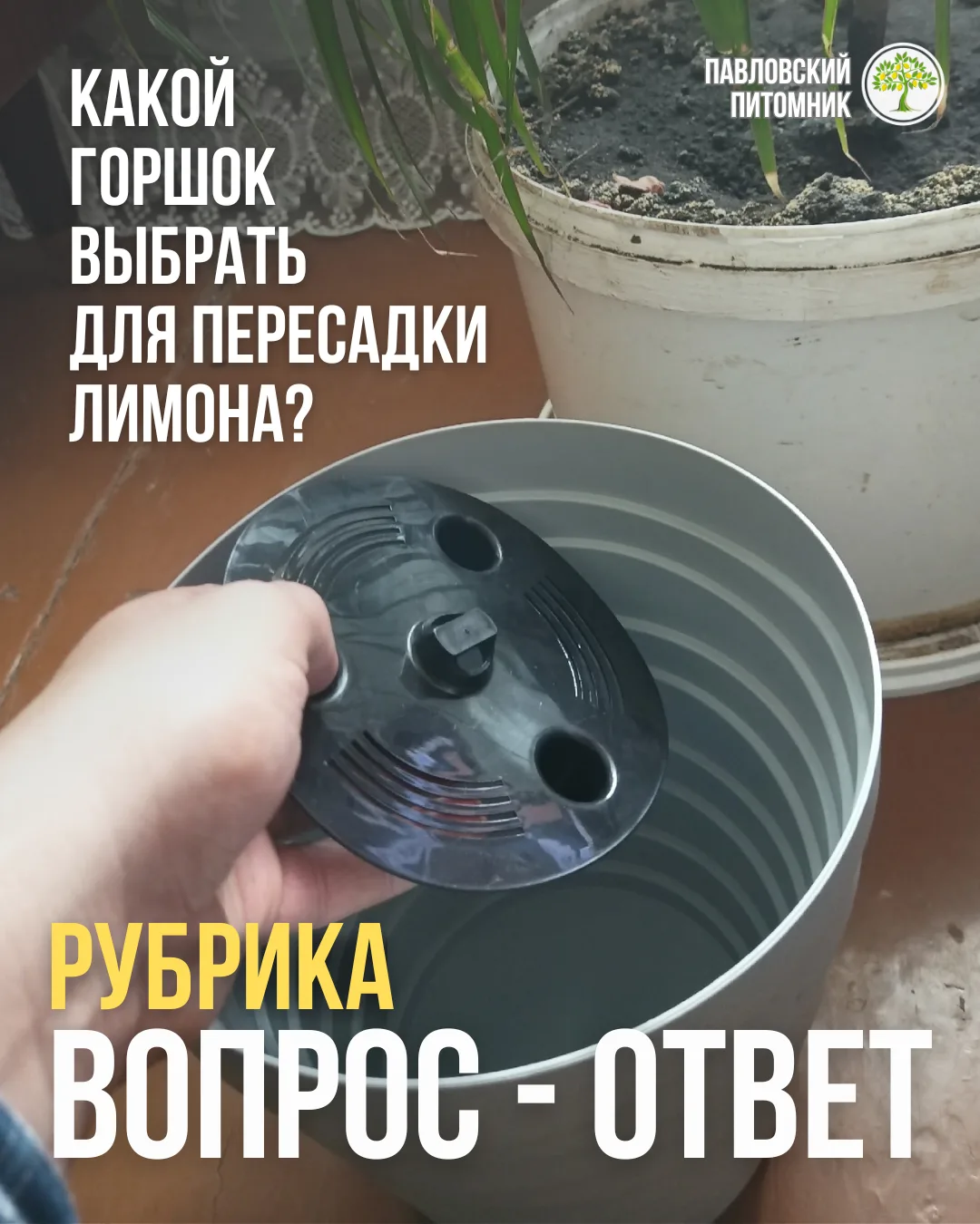 👨‍💼 Вопрос от подписчика: "Хочу пересадить лимон. Подойдёт ли такой горшок (на фото)?"

Отвечаем! 