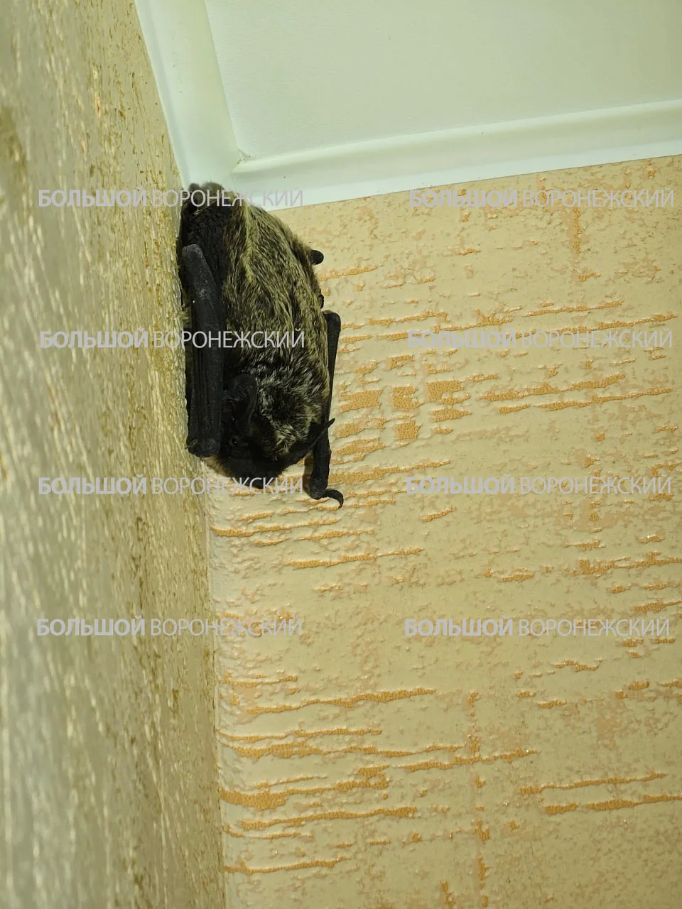 🦇В квартиру на 21 этаже ЖК «Современник» ворвалась летучая мышь

Спокойствие, её уже поймали и план