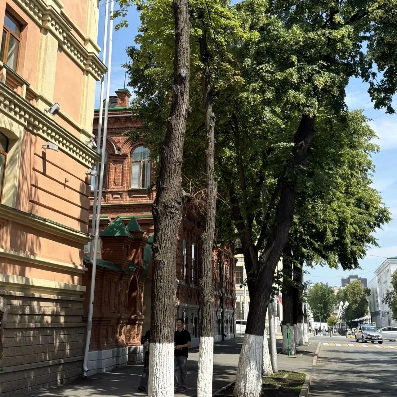 🌳 На ул. Советской в Уфе заменят аварийные деревья
