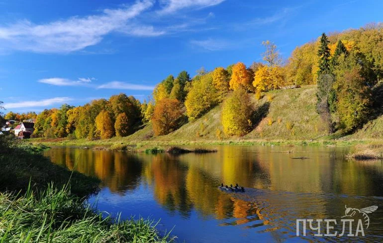 🦆 Принести батон к пруду и покормить уток кажется добрым поступком. Но регулярная подк...