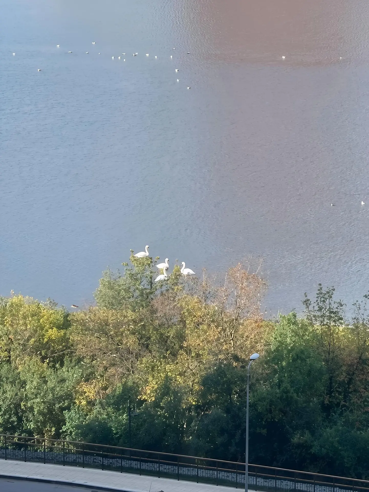 🦢 На Чёрное озеро прилетело 4 лебедя